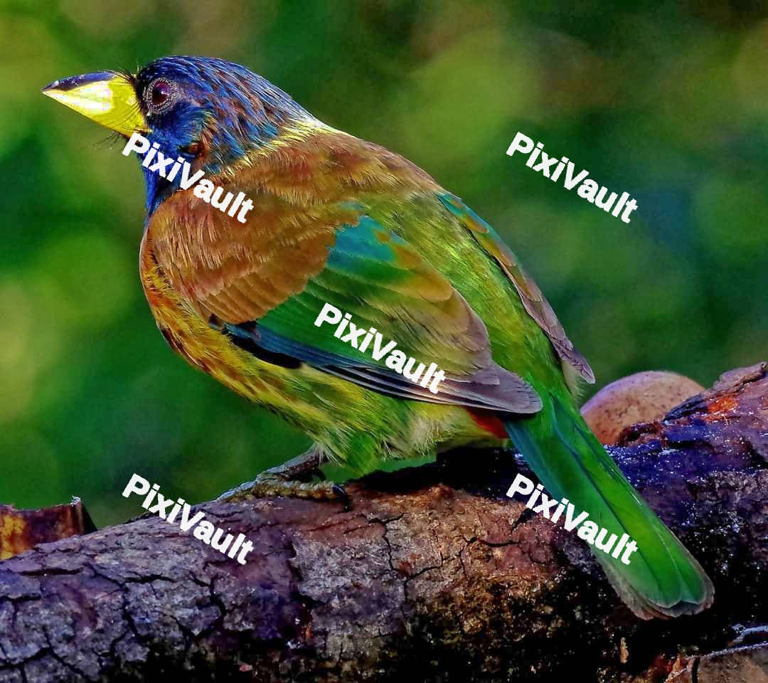 Great barbet bird